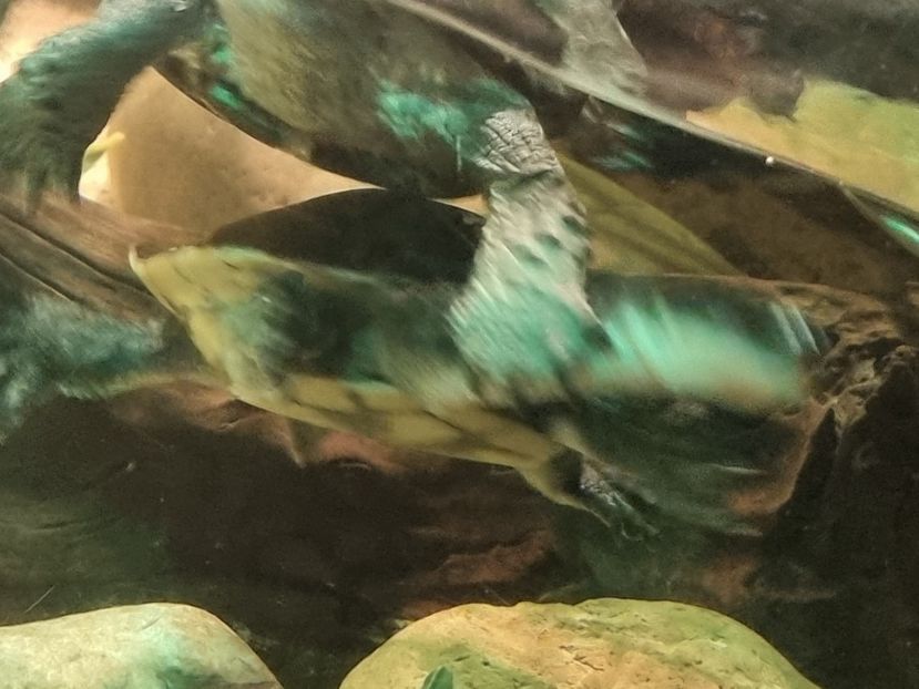  - SEALIFE BIRMINGHAM UK - 15 FEB 2025