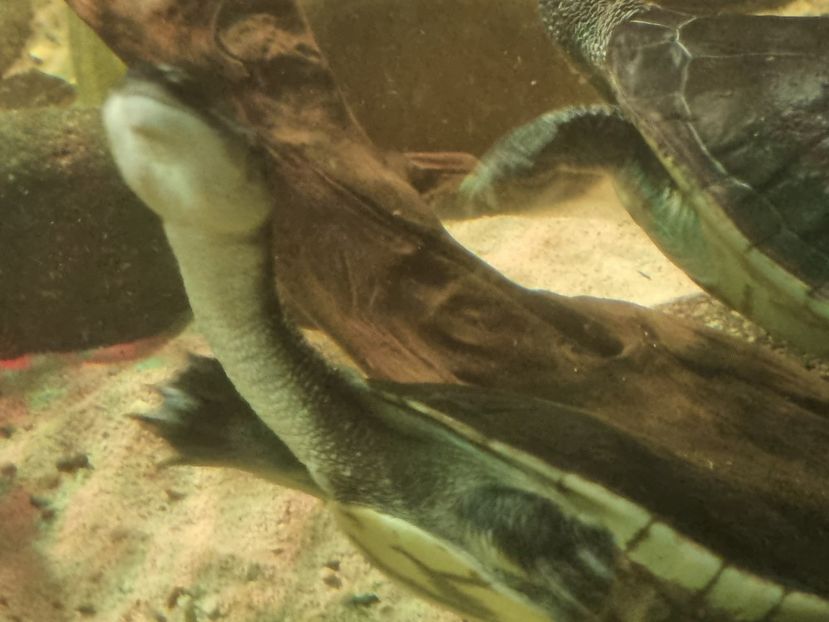  - SEALIFE BIRMINGHAM UK - 15 FEB 2025