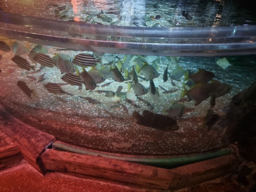  - SEALIFE BIRMINGHAM UK - 15 FEB 2025