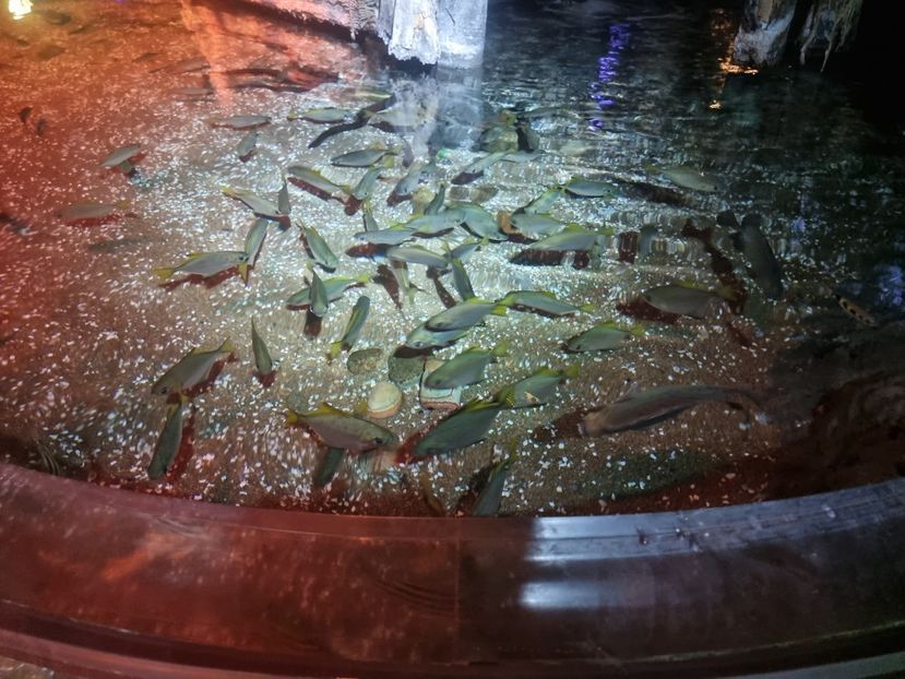  - SEALIFE BIRMINGHAM UK - 15 FEB 2025