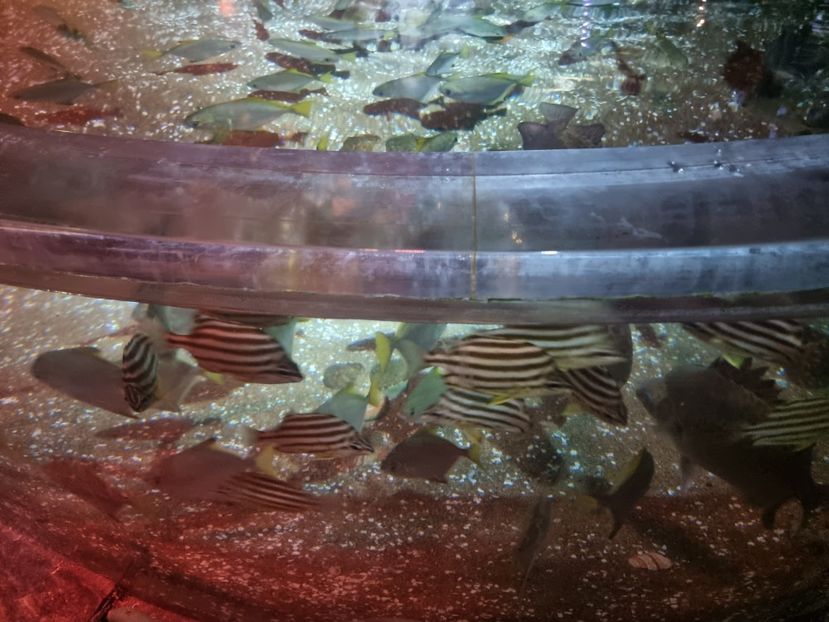  - SEALIFE BIRMINGHAM UK - 15 FEB 2025
