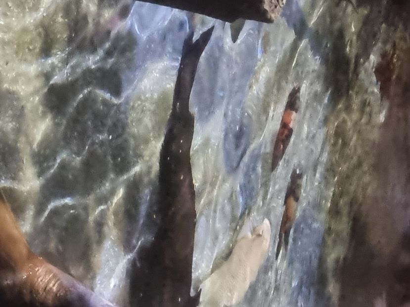  - SEALIFE BIRMINGHAM UK - 15 FEB 2025