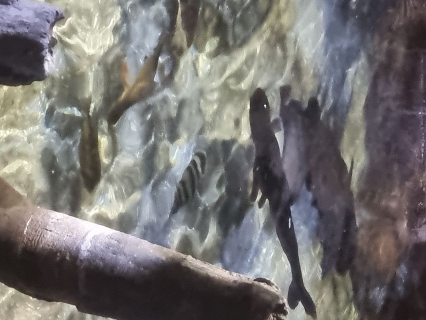  - SEALIFE BIRMINGHAM UK - 15 FEB 2025