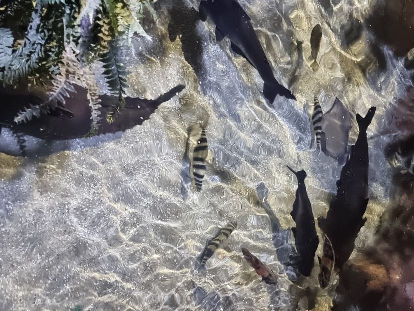  - SEALIFE BIRMINGHAM UK - 15 FEB 2025