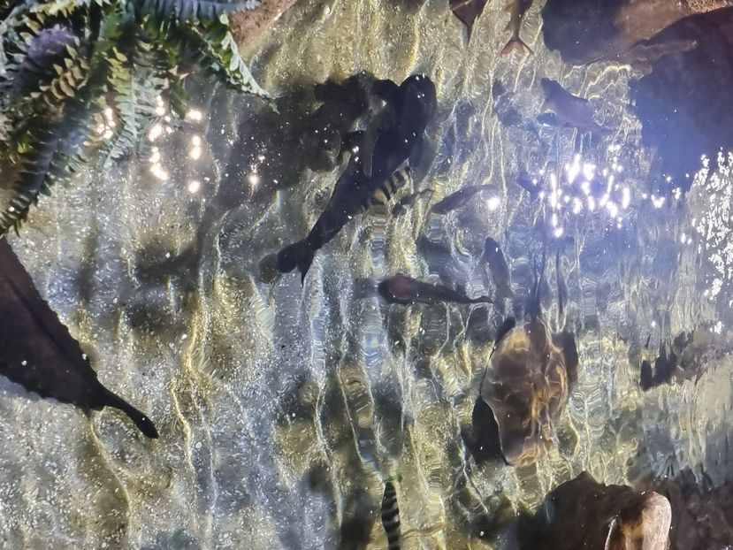  - SEALIFE BIRMINGHAM UK - 15 FEB 2025