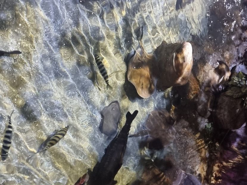  - SEALIFE BIRMINGHAM UK - 15 FEB 2025