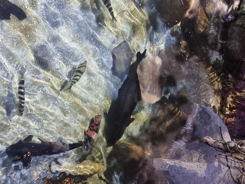  - SEALIFE BIRMINGHAM UK - 15 FEB 2025
