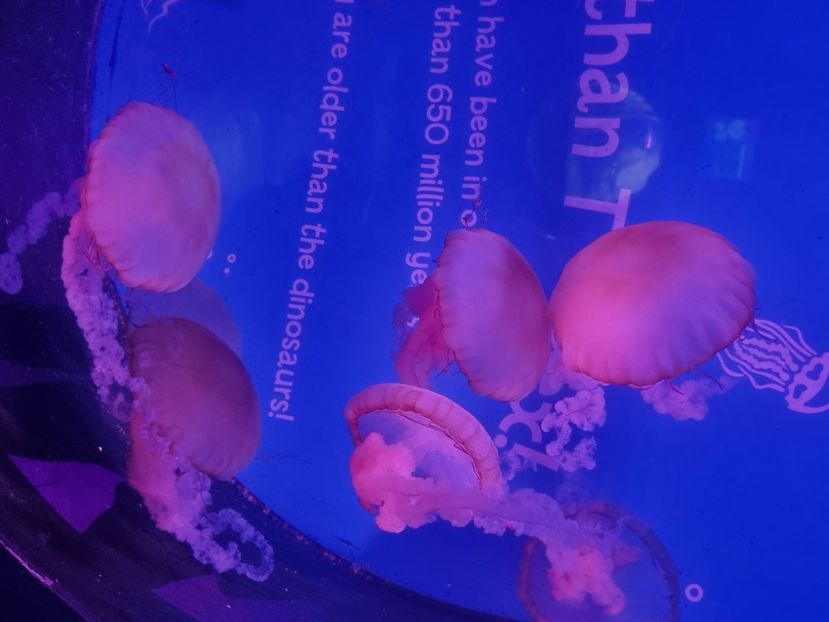  - SEALIFE BIRMINGHAM UK - 15 FEB 2025