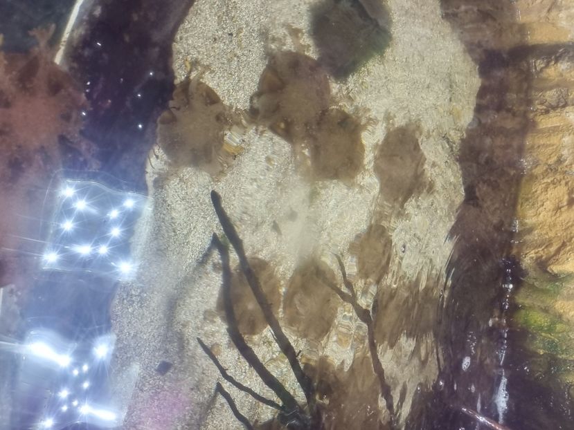  - SEALIFE BIRMINGHAM UK - 15 FEB 2025