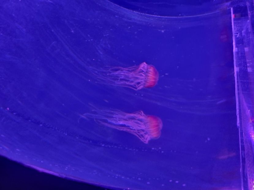  - SEALIFE BIRMINGHAM UK - 15 FEB 2025