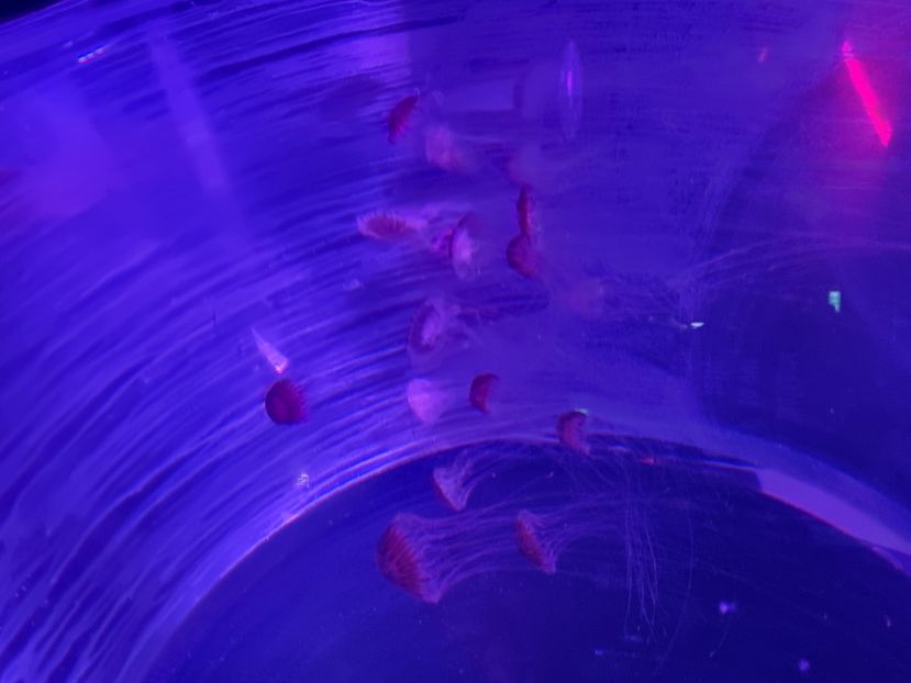  - SEALIFE BIRMINGHAM UK - 15 FEB 2025