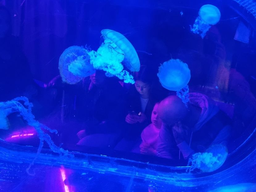  - SEALIFE BIRMINGHAM UK - 15 FEB 2025
