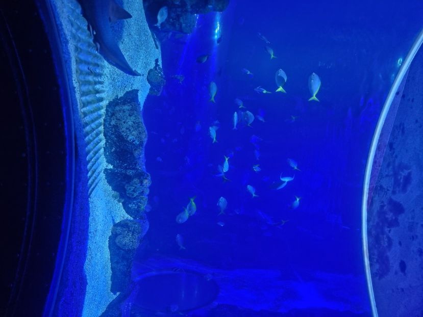  - SEALIFE BIRMINGHAM UK - 15 FEB 2025