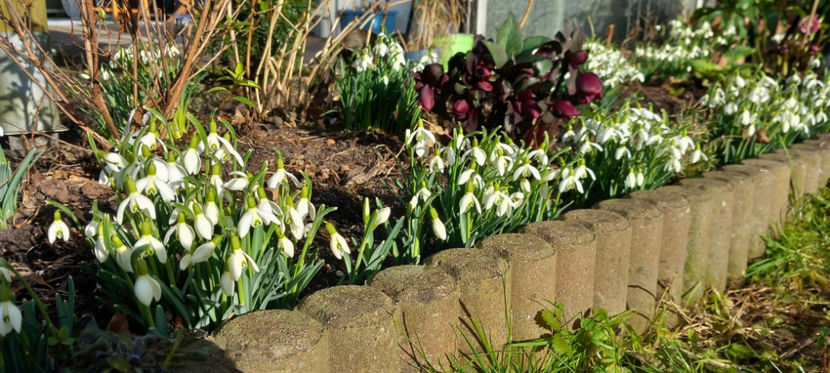 Prima zi insorita. - 2024 - 04 - 2025 - 00 - Iarna