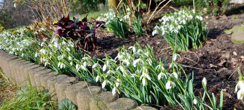 Natura s-a trezit. - 2024 - 04 - 2025 - 00 - Iarna