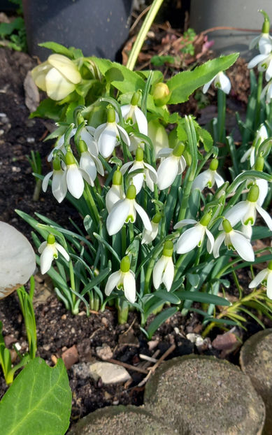  - 2024 - 04 - 2025 - 00 - Iarna