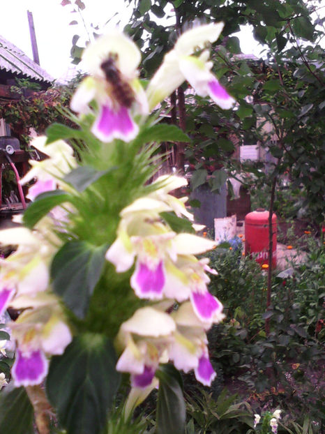  - -ZEABRA - GALEOPSIS SPECIOSA