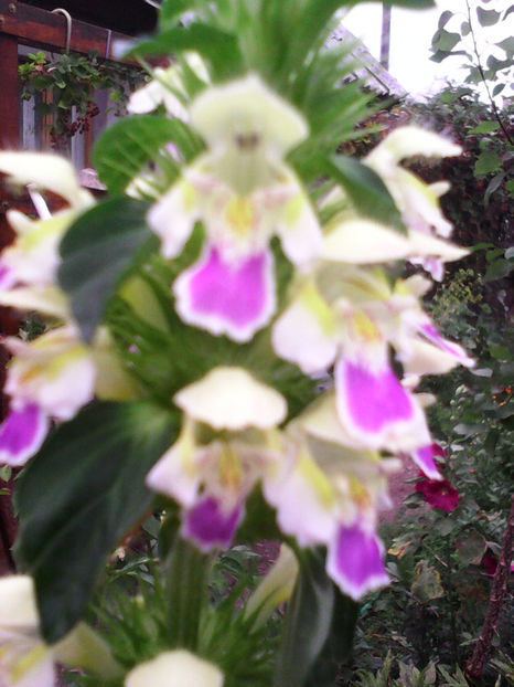  - -ZEABRA - GALEOPSIS SPECIOSA