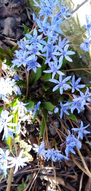  - -VIORELE - SCILLA BIFOLIA