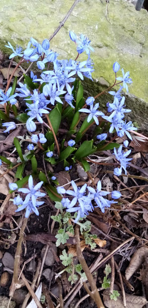  - -VIORELE - SCILLA BIFOLIA
