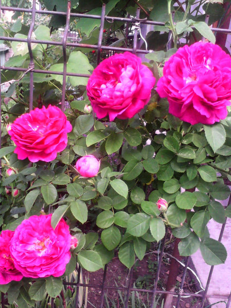  - -TRANDAFIRI DE DULCEATA