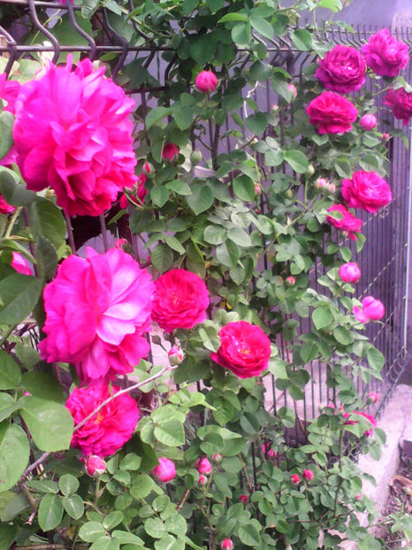  - -TRANDAFIRI DE DULCEATA