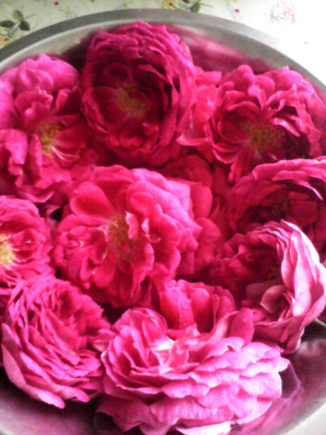  - -TRANDAFIRI DE DULCEATA