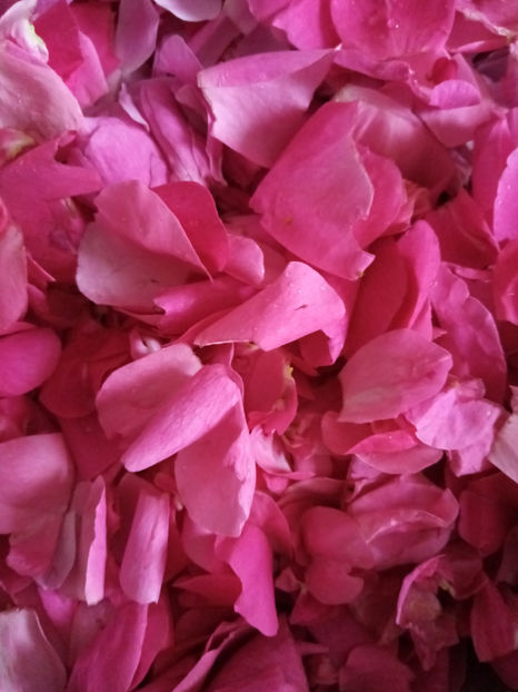  - -TRANDAFIRI DE DULCEATA