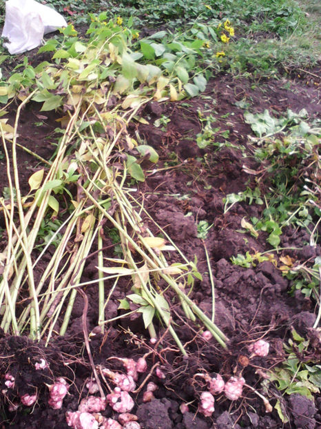  - -TOPINAMBUR-VIOLET DE RENES sau FUSEAU ROSU