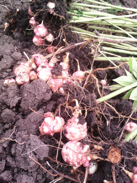  - -TOPINAMBUR-VIOLET DE RENES sau FUSEAU ROSU