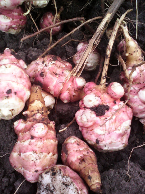  - -TOPINAMBUR-VIOLET DE RENES sau FUSEAU ROSU