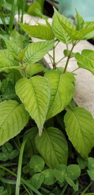  - -TILISCA - CIRCAEA LUTETIANA