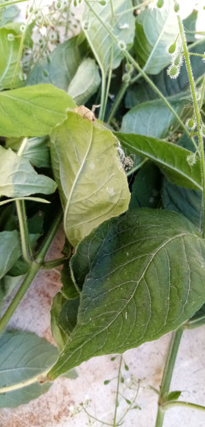  - -TILISCA - CIRCAEA LUTETIANA