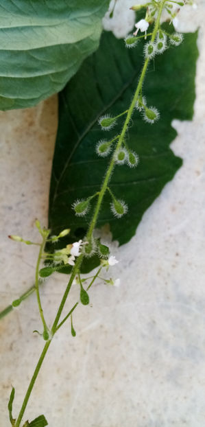  - -TILISCA - CIRCAEA LUTETIANA