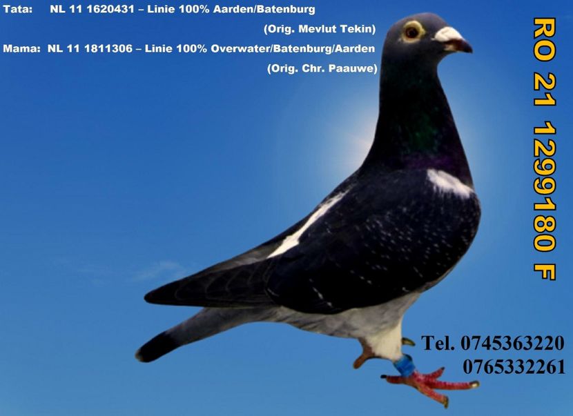 RO 21 1299180 F REZERVATĂ GHINEA AUREL PRAHOVA PRET 150 Lei + transportul - ARHIVA