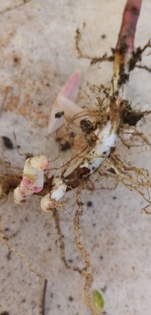  - -TILISCA - CIRCAEA LUTETIANA