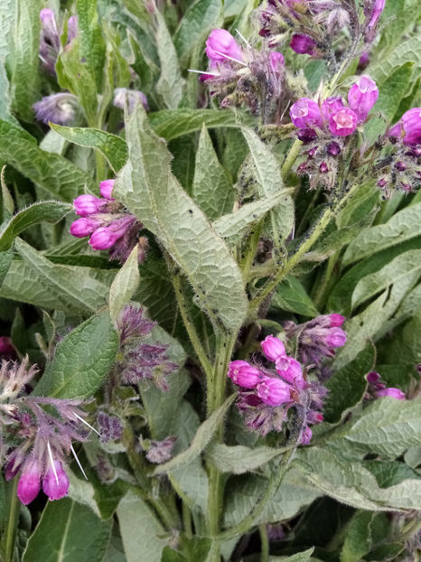  - -TATANEASA - SYMPHYTUM OFFICINALE