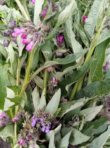  - -TATANEASA - SYMPHYTUM OFFICINALE