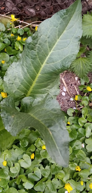  - -STEVIE - DRAGAVEI - RUMEX PATIENTIA