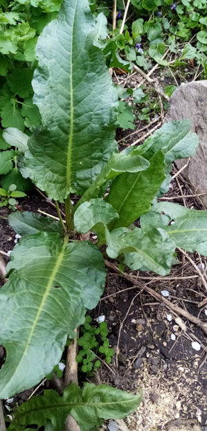  - -STEVIE - DRAGAVEI - RUMEX PATIENTIA