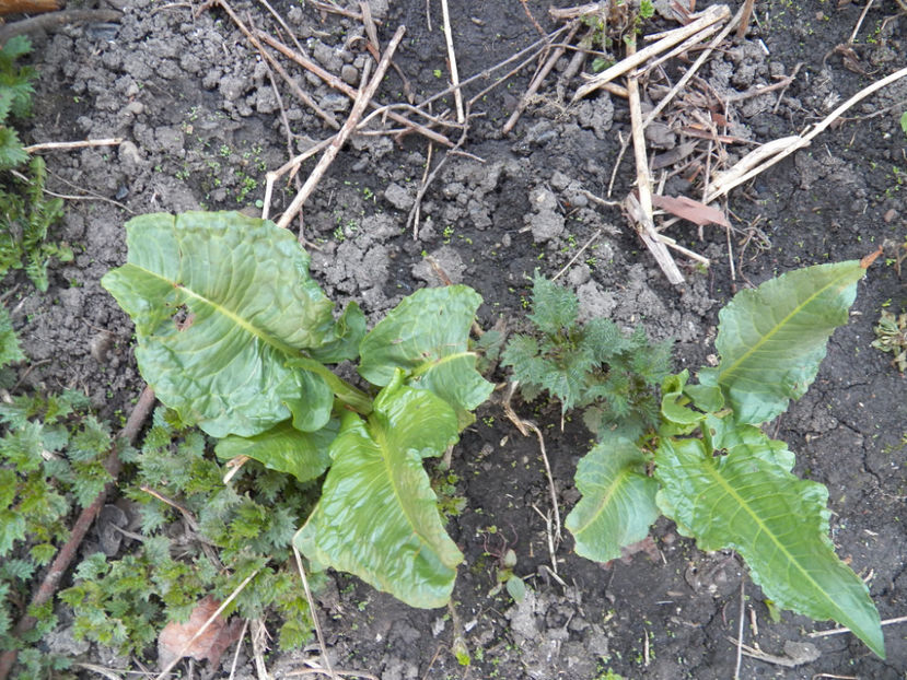 Picture 183 - -STEVIE - DRAGAVEI - RUMEX PATIENTIA