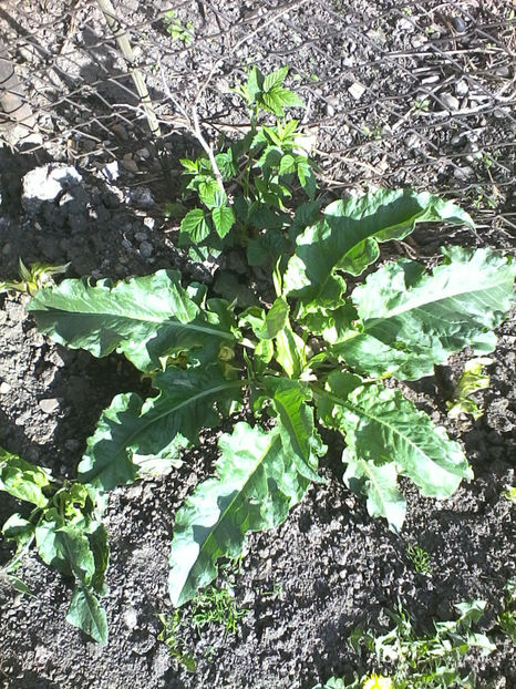  - -STEVIE - DRAGAVEI - RUMEX PATIENTIA