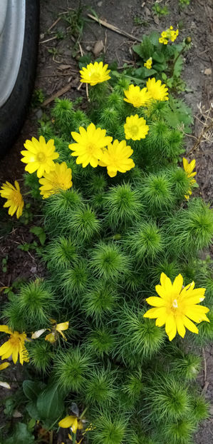  - -RUSCUTA DE PRIMAVARA - ADONIS VERNALIS