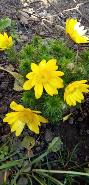 WhatsApp Image 2025-02-02 at 05.41.14 - -RUSCUTA DE PRIMAVARA - ADONIS VERNALIS