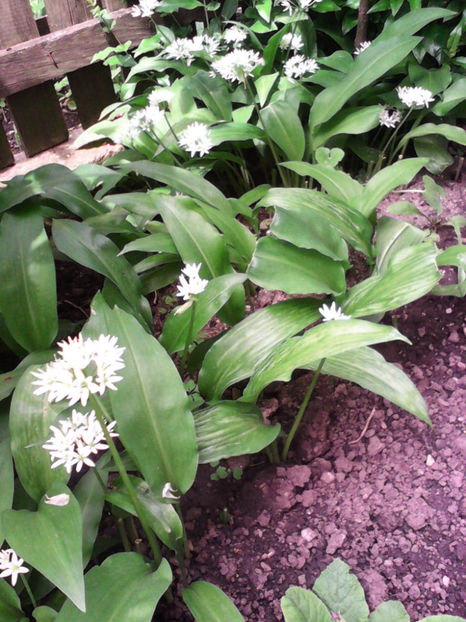  - -LEURDA - ALLIUM URSINUM