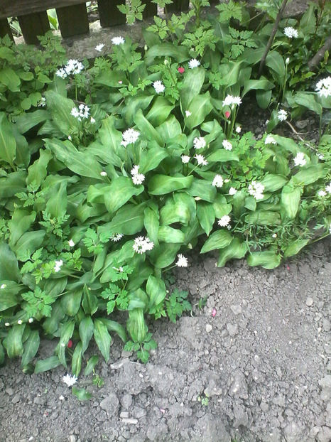  - -LEURDA - ALLIUM URSINUM