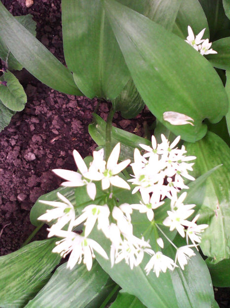  - -LEURDA - ALLIUM URSINUM