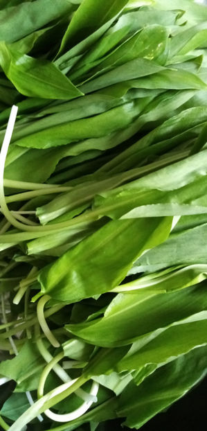  - -LEURDA - ALLIUM URSINUM