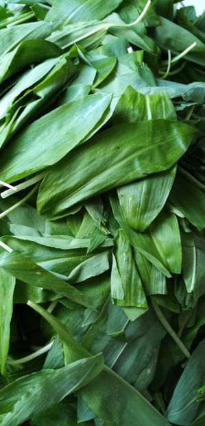  - -LEURDA - ALLIUM URSINUM