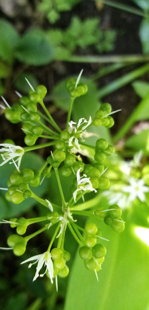  - -LEURDA - ALLIUM URSINUM